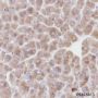 Anti-ALDH1L1 Rabbit mAb