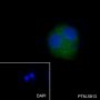 Anti-ALDH1L1 Rabbit mAb