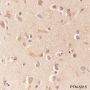 Anti-ApoE Mouse mAb
