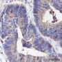 Anti-CEACAM1 Mouse mAb