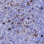 Anti-CEACAM1 Mouse mAb