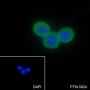 Anti-CEACAM1 Mouse mAb