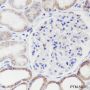 Anti-COX IV Mouse mAb