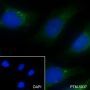 Anti-COX IV Mouse mAb