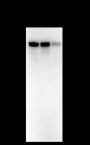 Anti-LSD1 Mouse mAb