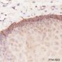 Anti-Keratin 14 Mouse mAb