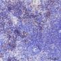 Anti-Aurora B Rabbit mAb