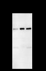 Anti-PLK1 Mouse mAb