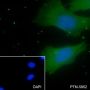 Anti-PLK1 Mouse mAb