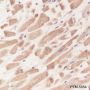 Anti-YME1L1 Mouse mAb