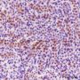 Anti-YME1L1 Mouse mAb