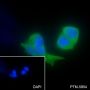 Anti-YME1L1 Mouse mAb