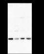 Anti-RALB Mouse mAb