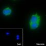 Anti-RALB Mouse mAb