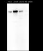 Anti-LSD1 Mouse mAb