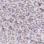Anti-LSD1 Mouse mAb