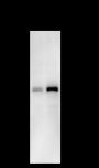 Anti-MEK4/MKK4 Mouse mAb