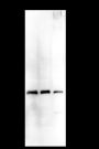 Anti-U2AF1 Mouse mAb