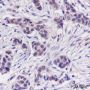 Anti-U2AF1 Mouse mAb