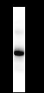 Anti-CD62L Rabbit mAb
