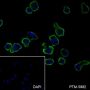 Anti-CD62L Rabbit mAb