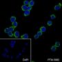 Anti-CD62L Rabbit mAb