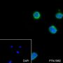 Anti-CD62L Rabbit mAb