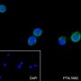 Anti-CD62L Rabbit mAb