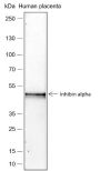Anti-Inhibin alpha Rabbit mAb