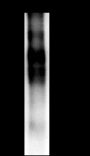 Anti-MUC2 Rabbit mAb