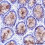 Anti-MUC2 Rabbit mAb