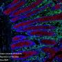Anti-MUC2 Rabbit mAb