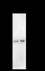 Anti-Syntaxin 16 Mouse mAb