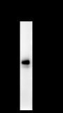 Anti-Syntaxin 16 Mouse mAb