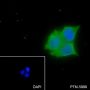 Anti-Syntaxin 16 Mouse mAb