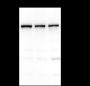 Anti-NUP155 Mouse mAb
