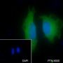 Anti-NUP155 Mouse mAb