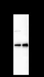 Anti-IkB alpha Mouse mAb