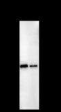 Anti-IkB alpha Mouse mAb