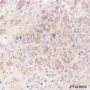 Anti-IkB alpha Mouse mAb