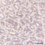Anti-IkB alpha Mouse mAb