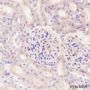 Anti-IkB alpha Mouse mAb