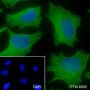 Anti-IkB alpha Mouse mAb