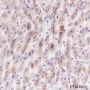 Anti-Prothrombin Mouse mAb