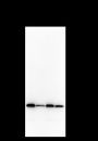 Anti-NUDT21 Mouse mAb