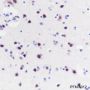 Anti-NUDT21 Mouse mAb