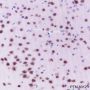 Anti-NUDT21 Mouse mAb