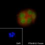 Anti-NUDT21 Mouse mAb