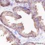Anti-PAP Rabbit mAb