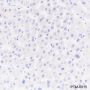 Anti-PAP Rabbit mAb